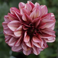 Клематіс Pink Passion