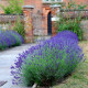 Купити Лаванда Hidcote в Києві