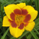 Купити Лілейник Black Eyed Susan в Києві