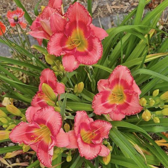 Купити Лілейник Cherry Valentine в Києві