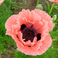 Мак Східний Garden Glory