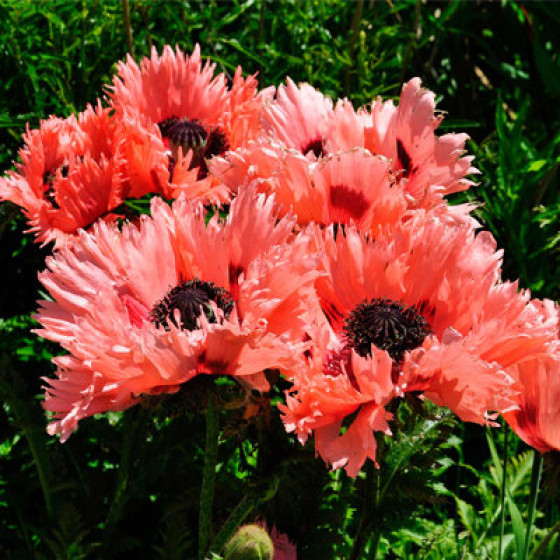 Купити Мак Східний Garden Glory в Києві