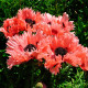 Купити Мак Східний Garden Glory в Києві