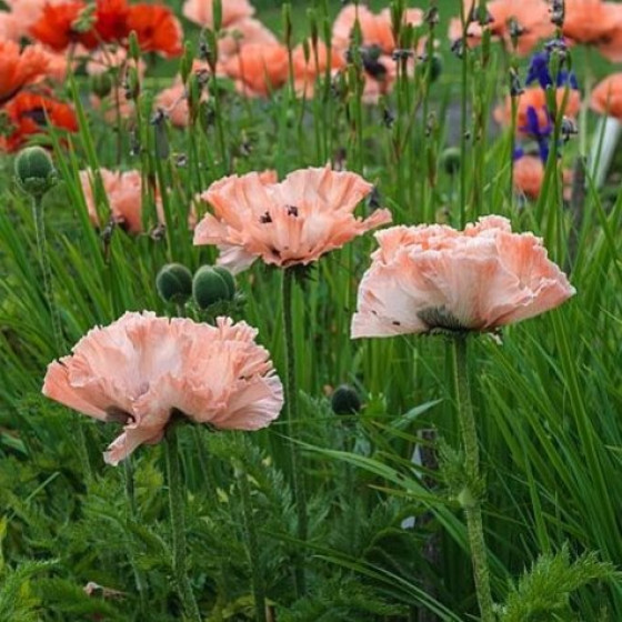 Купити Мак Східний Garden Glory в Києві