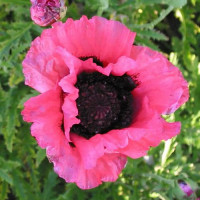 Мак Восточный Многолетний Raspberry Queen.