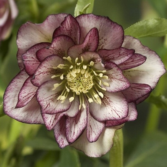 Купити Морозник (Helleborus) Double Ellen Picotee в Києві