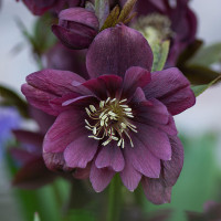 Морозник (Helleborus) Double Ellen Purple