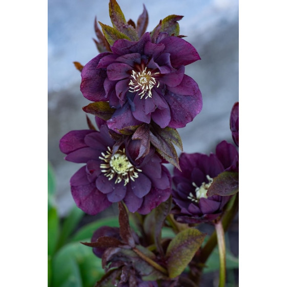 Купить Морозник (Helleborus) Double Ellen Purple в Киеве