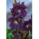 Купить Морозник (Helleborus) Double Ellen Purple в Киеве