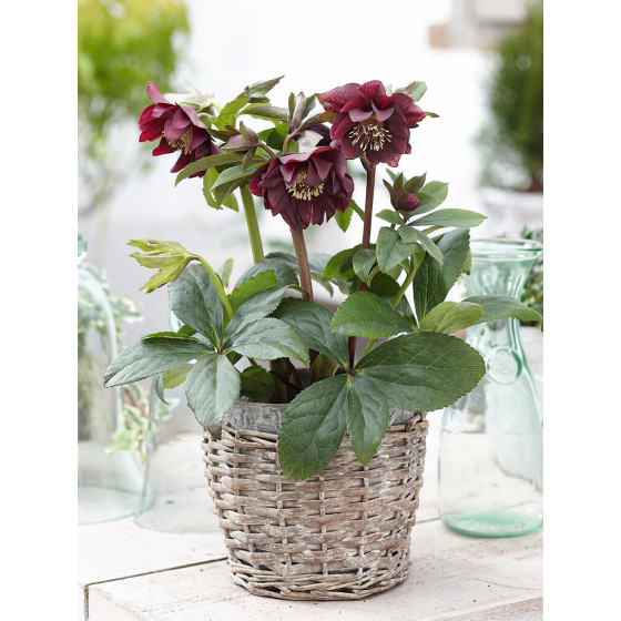Купить Морозник (Helleborus) Double Ellen Purple в Киеве
