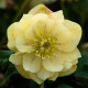 Купити Морозник (Helleborus) Golden Discovery в Києві