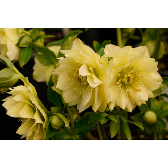 Купити Морозник (Helleborus) Golden Discovery в Києві