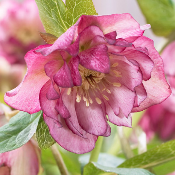 Купити Морозник (Helleborus) Solar Sorbet в Києві