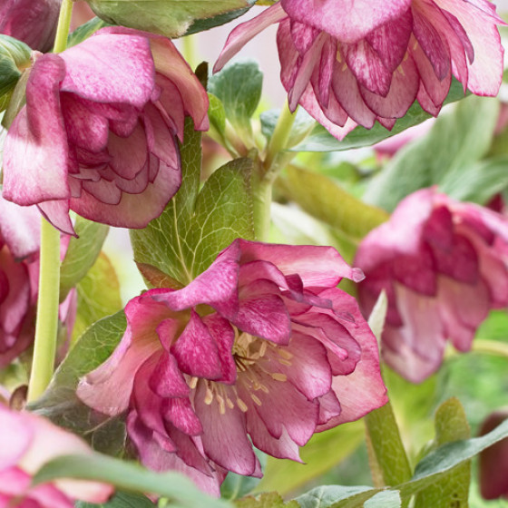 Купити Морозник (Helleborus) Solar Sorbet в Києві