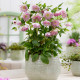 Купити Морозник (Helleborus) Solar Sorbet в Києві