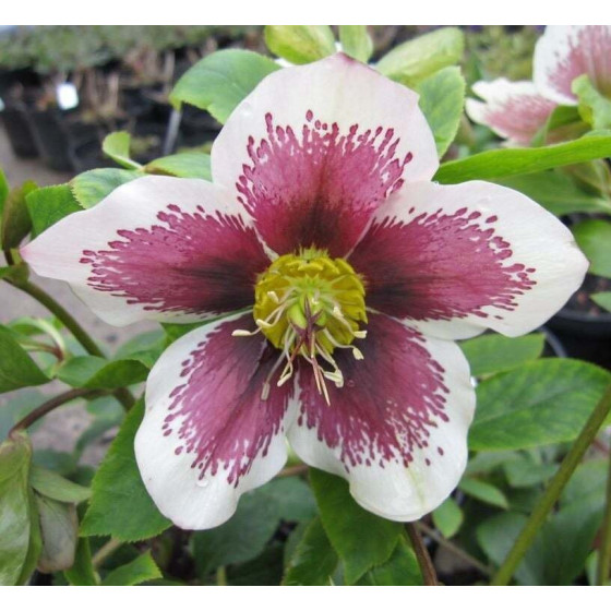 Купити Морозник (Helleborus) Pretty Ellen Spotted в Києві