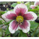 Купити Морозник (Helleborus) Pretty Ellen Spotted в Києві