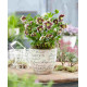 Купити Морозник (Helleborus) Pretty Ellen Spotted в Києві