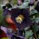 Купити Морозник (Helleborus) Solar Night в Києві