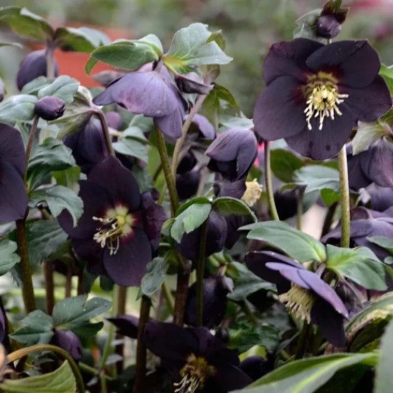 Купити Морозник (Helleborus) Solar Night в Києві