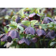 Купити Морозник (Helleborus) Solar Night в Києві