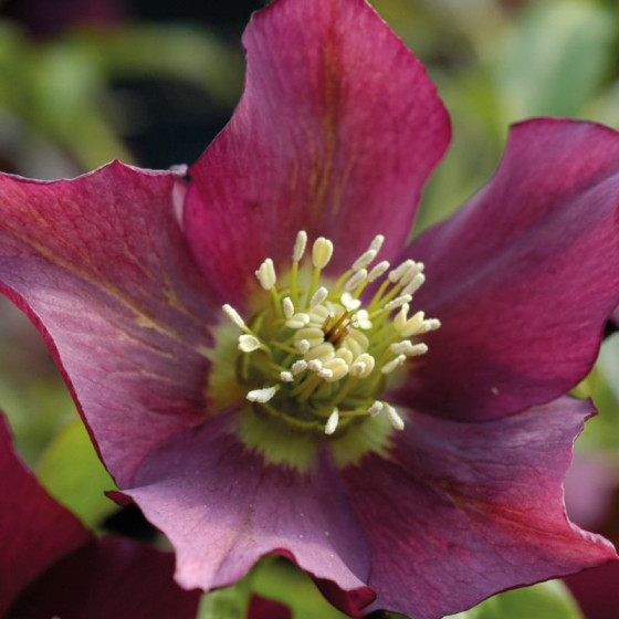 Купити Морозник (Helleborus) Pretty Ellen Red в Києві
