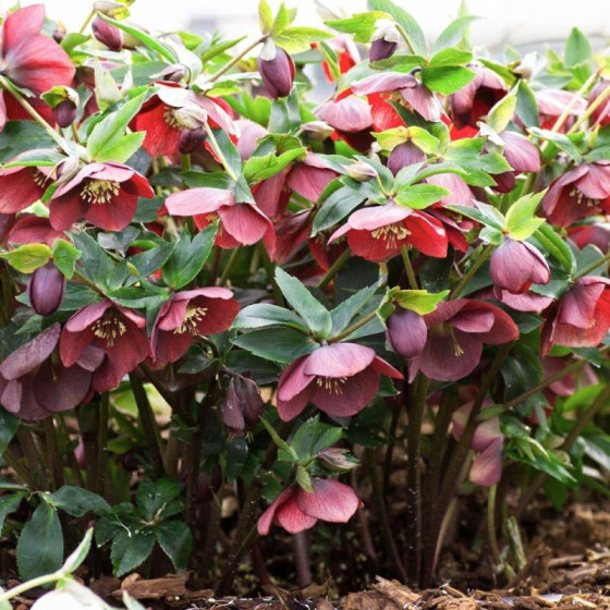 Купити Морозник (Helleborus) Pretty Ellen Red в Києві