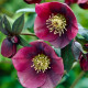 Купити Морозник (Helleborus) Pretty Ellen Red в Києві