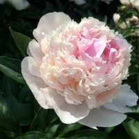 Півонія Blush Queen Півонія Blush Queen