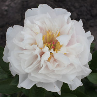 Півонія Blushing Princess