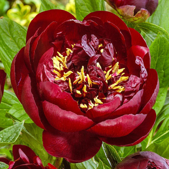 Купить Пион Buckeye Belle в Киеве