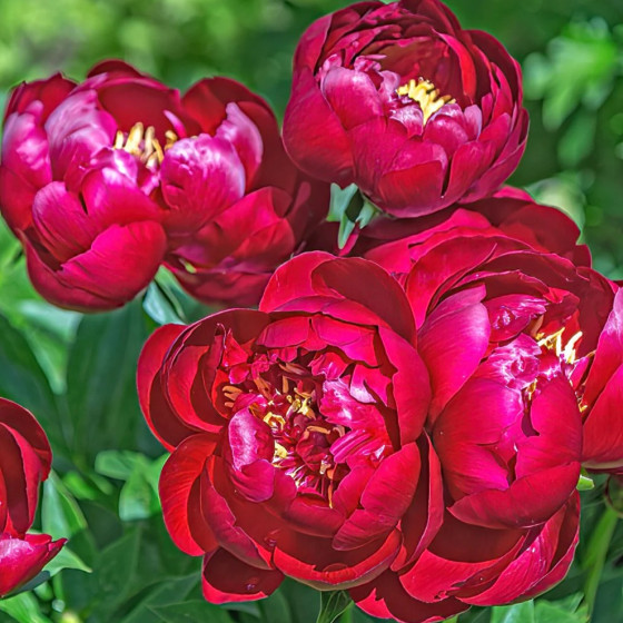 Купить Пион Buckeye Belle в Киеве