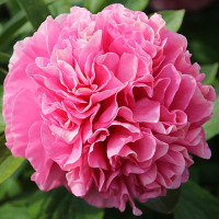 Півонія Carnation Bouqet