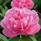 Купити Півонія Carnation Bouqet в Києві