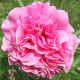Купити Півонія Carnation Bouqet в Києві