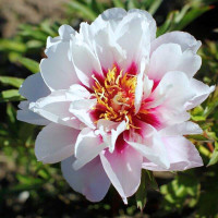 Півонія Cora Louise
