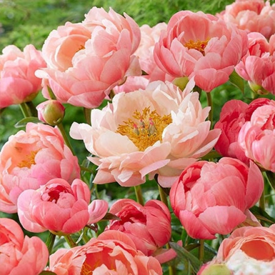 Купить Пион Coral Charm в Киеве