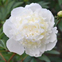 Півонія Duchesse De Nemours