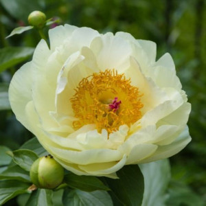 Пион Lemon Chiffon