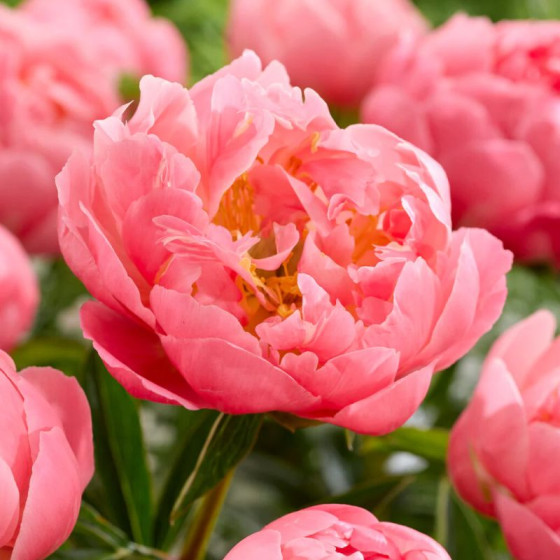 Купити Півонія Pink Hawaiian Coral в Києві