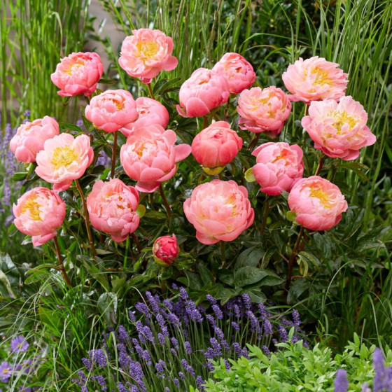 Купити Півонія Pink Hawaiian Coral в Києві