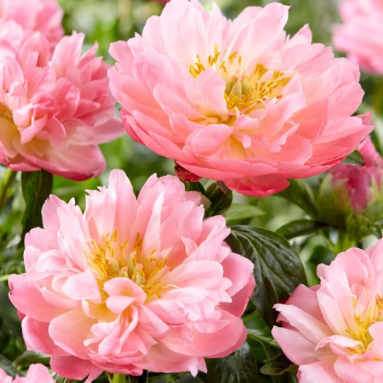 Купити Півонія Pink Hawaiian Coral в Києві