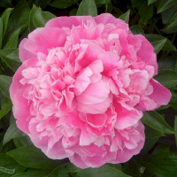 Пион Pink Parfait Пион Pink Parfait