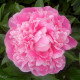 Купить Пион Pink Parfait в Киеве