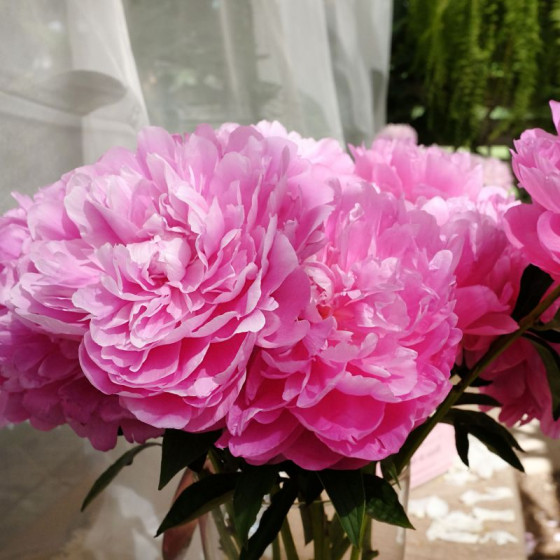 Купить Пион Pink Parfait в Киеве