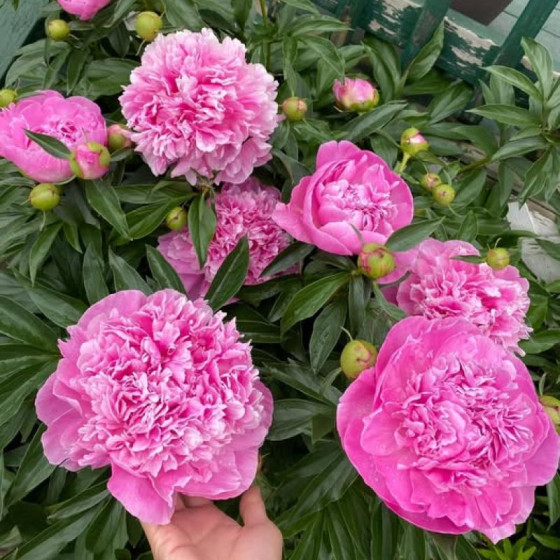 Купить Пион Pink Parfait в Киеве