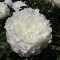 Півонія Puffed Cotton