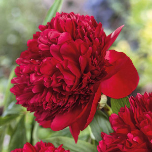 Півонія Red Charm