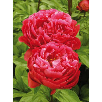 Півонія Red Sarah Bernhardt