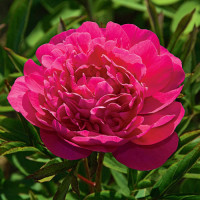 Півонія Red Sarah Bernhardt